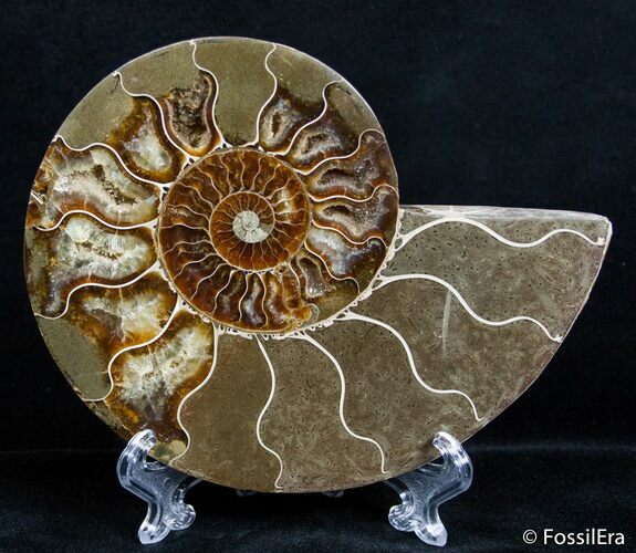 Inch Split Ammonite (Half) #2645